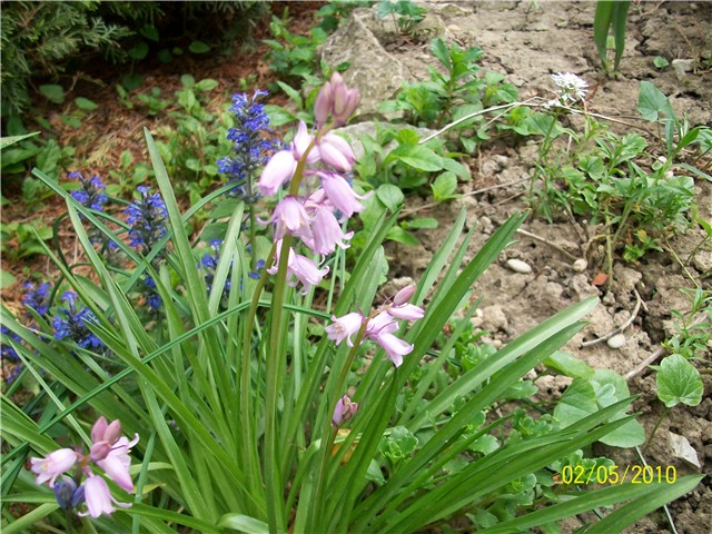 Scilla campanulata